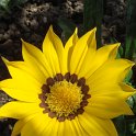 Gazania x 'Kiss Lemon' fleur